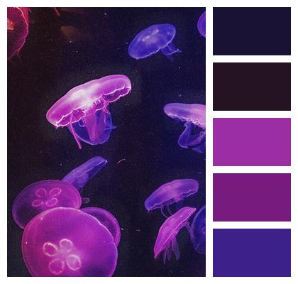 Jellyfish Wallpaper Phone Wallpaper Image